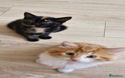 Mixed Breed cats for sale: Adorable kittens  - Image 22