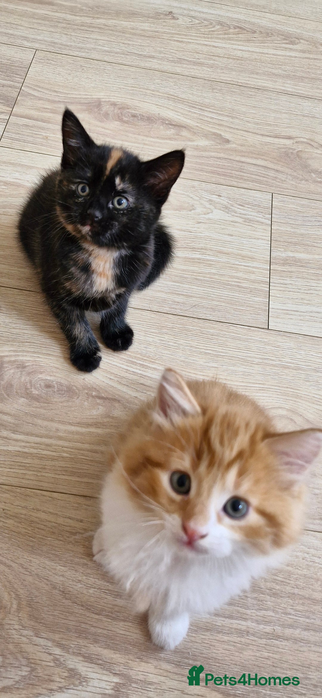 Mixed Breed cats for sale: Adorable kittens  - Image 22