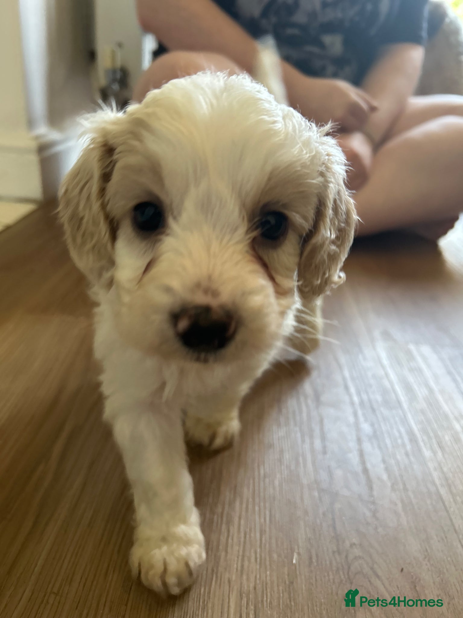 Mixed Breed dogs STUNNING SHIHPOO X SPROODLE PUPPIES - Advert 11