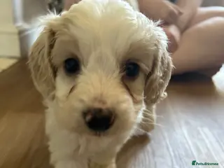 Mixed Breed dogs STUNNING SHIHPOO X SPROODLE PUPPIES - Advert 11