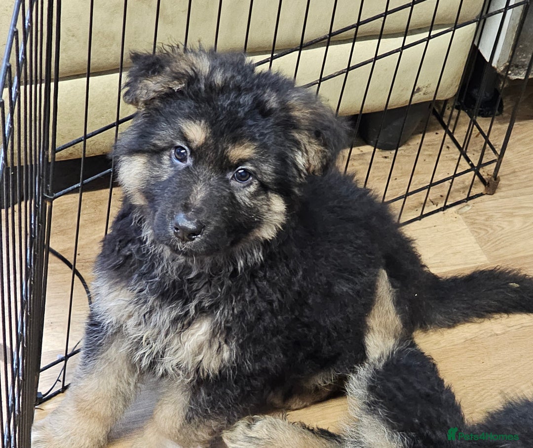 German Shepherd dogs for sale: German Shepherd puppies Kc registered  - Advert 17