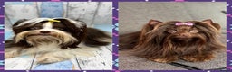 Yorkshire Terrier dogs for stud: DNA tested Tiny Biro and Choco Stud Boys   in Coventry - Advert 3