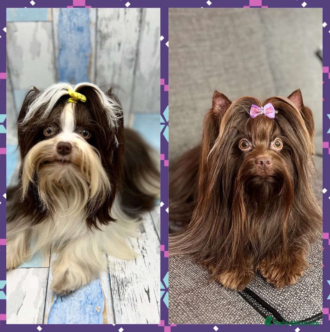 Yorkshire Terrier dogs for stud: DNA tested Tiny Biro and Choco Stud Boys   in Coventry - Advert 3