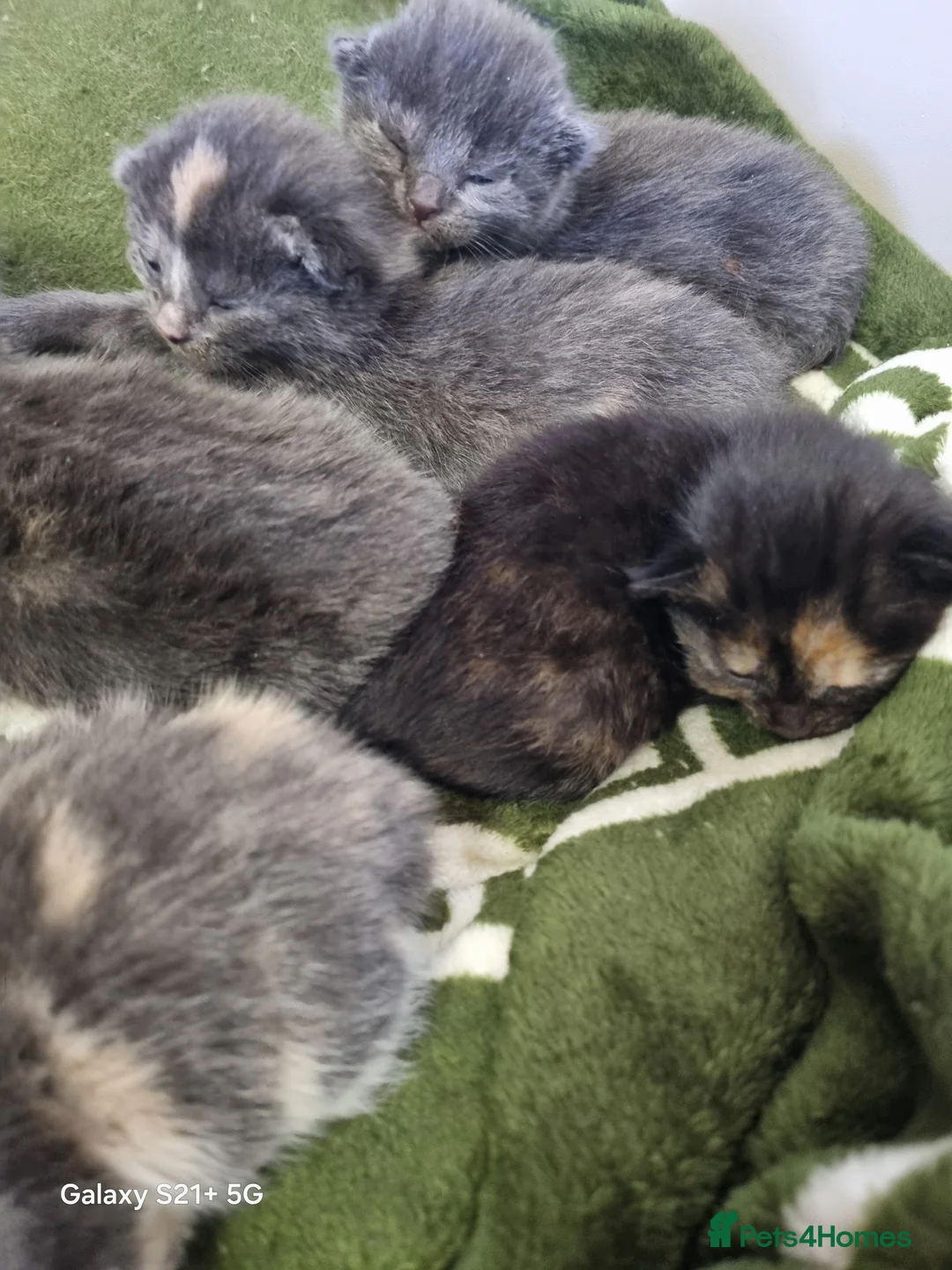 British Longhair cats for sale: Kittens - Advert 2