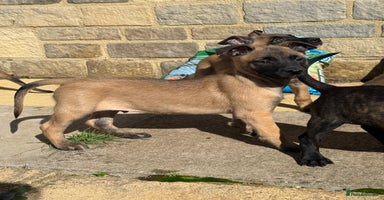 Belgian Shepherd Dog dogs - Advert 3