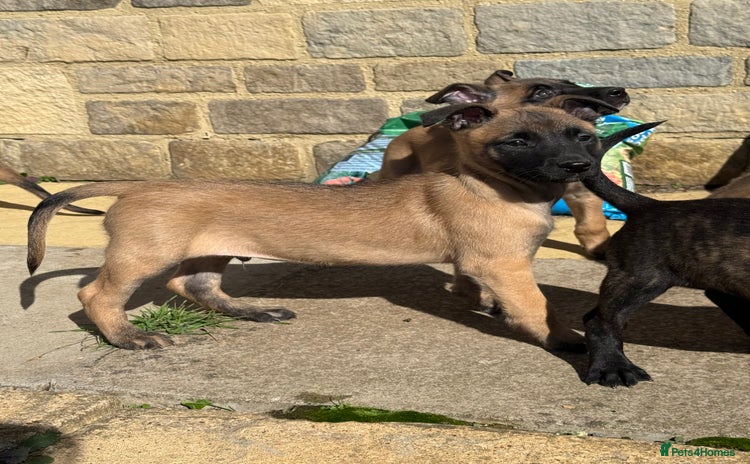Belgian Shepherd Dog dogs - Advert 1
