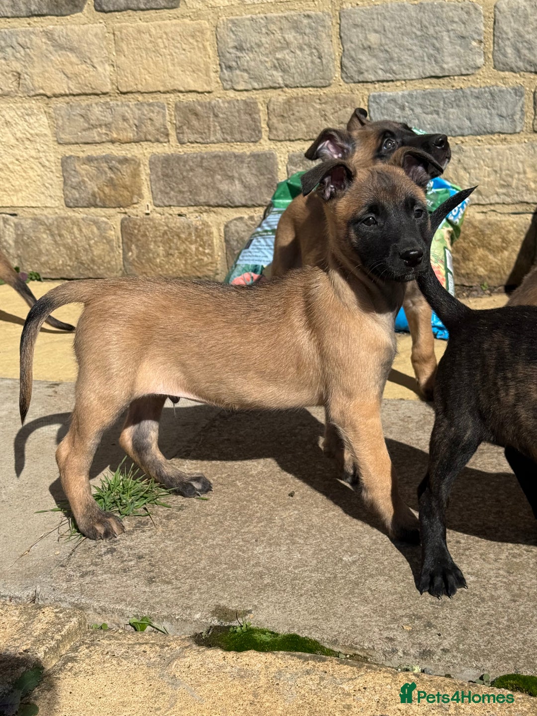 Belgian Shepherd Dog dogs for sale: Dutch herder puppys for sale  - Image 4