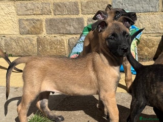 Belgian Shepherd Dog dogs - Advert 6