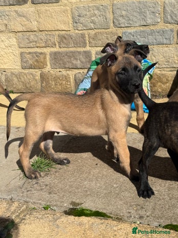 Belgian Shepherd Dog dogs - Advert 4