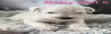 Baby 5. 