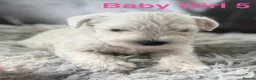 Miniature Schnauzer dogs for sale: Stunning Miniature Schnauzer Puppies - Advert 14