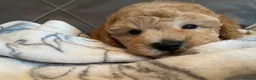 Toy Poodle dogs for sale: Toy poodle puppies  - Advert 17