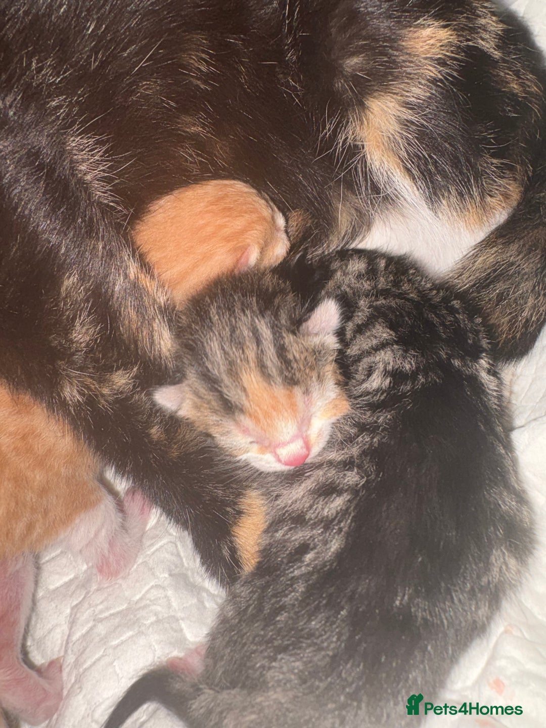 Mixed Breed cats for sale: Newborn kittens  - Advert 6