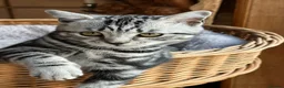 British Shorthair cats for sale: British shorthair Silver tabby  - Advert 8