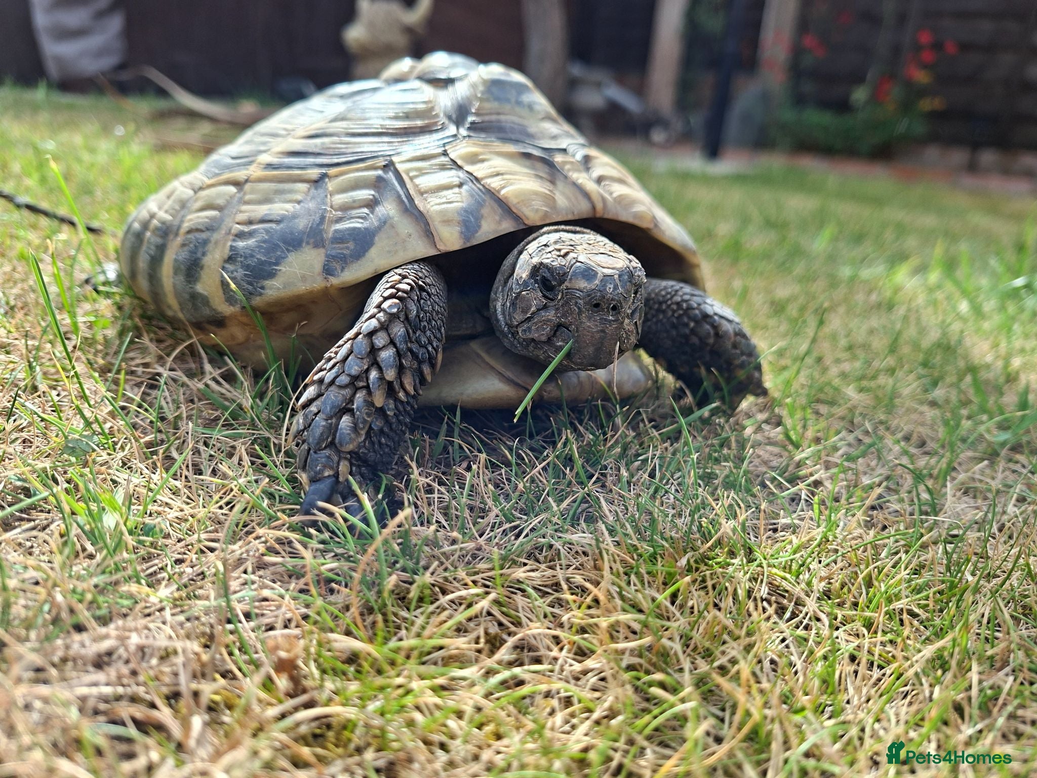 Hermann Tortoise reptiles Adult Female Hermann Tortoise 20ys old - Advert 3