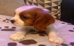 Cavalier King Charles Spaniel dogs for sale: Beautiful ckc puppies - Image 4