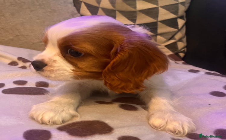 Cavalier King Charles Spaniel dogs - Advert 13