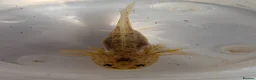 Axolotl reptiles for sale: Beautiful clutch of baby hypo Axolotls  - Advert 10