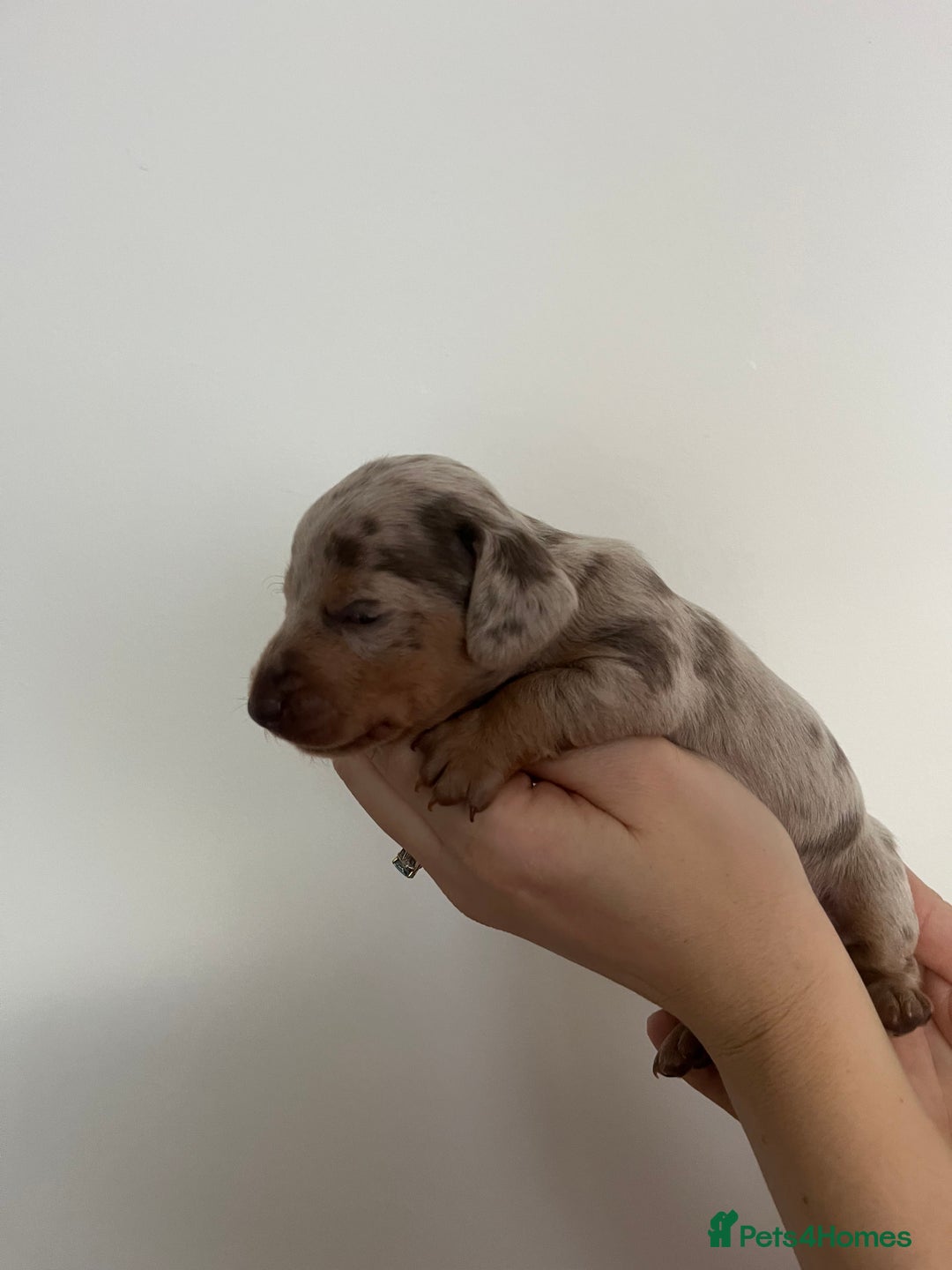 Miniature Dachshund dogs for sale: Miniature dachshund (short haired) - Advert 5