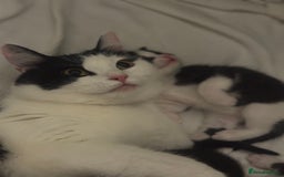 Mixed Breed cats for sale: 12-Week-Old Kittens Ready for Their Forever Homes - Image 2