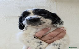 English Springer Spaniel dogs for sale: Speckled boy,playful & kind natured,HEALTH TESTED - Image 12