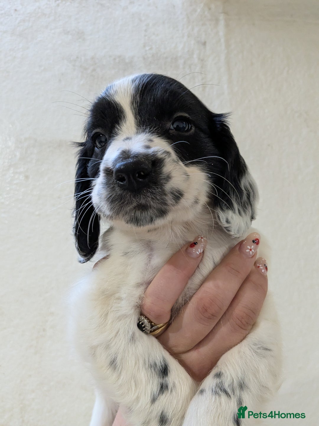 English Springer Spaniel dogs for sale: Speckled boy,playful & kind natured,HEALTH TESTED - Image 12
