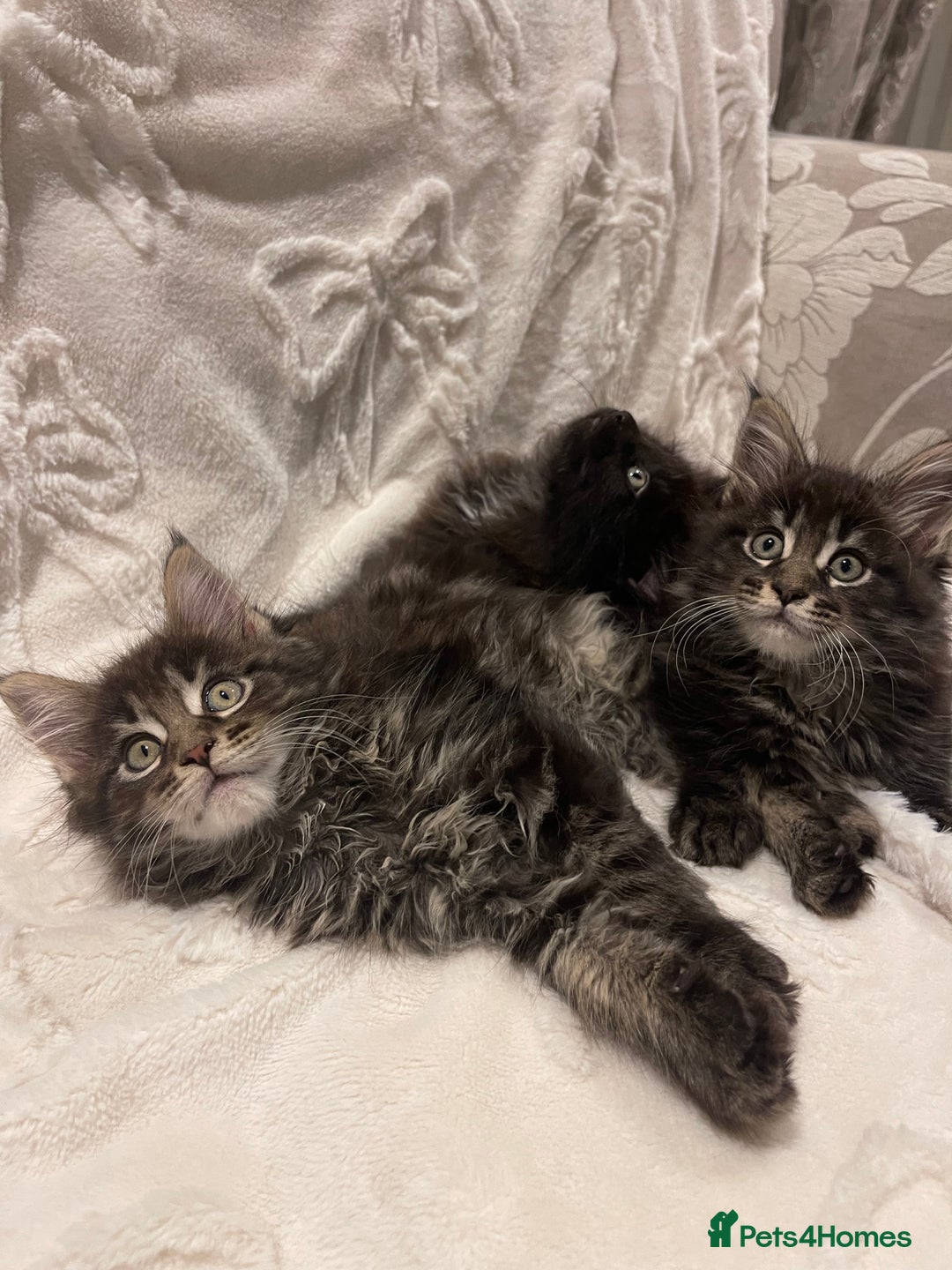 Maine Coon cats for sale: ✨pedigree maine coon kittens - Extra Large lines ✨ - Advert 2