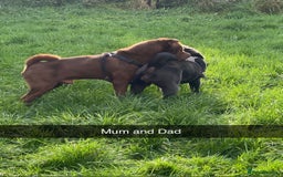 Shar Pei dogs for sale: Shar pei pups 🐶 Rainbow 🌈 litter  - Image 10