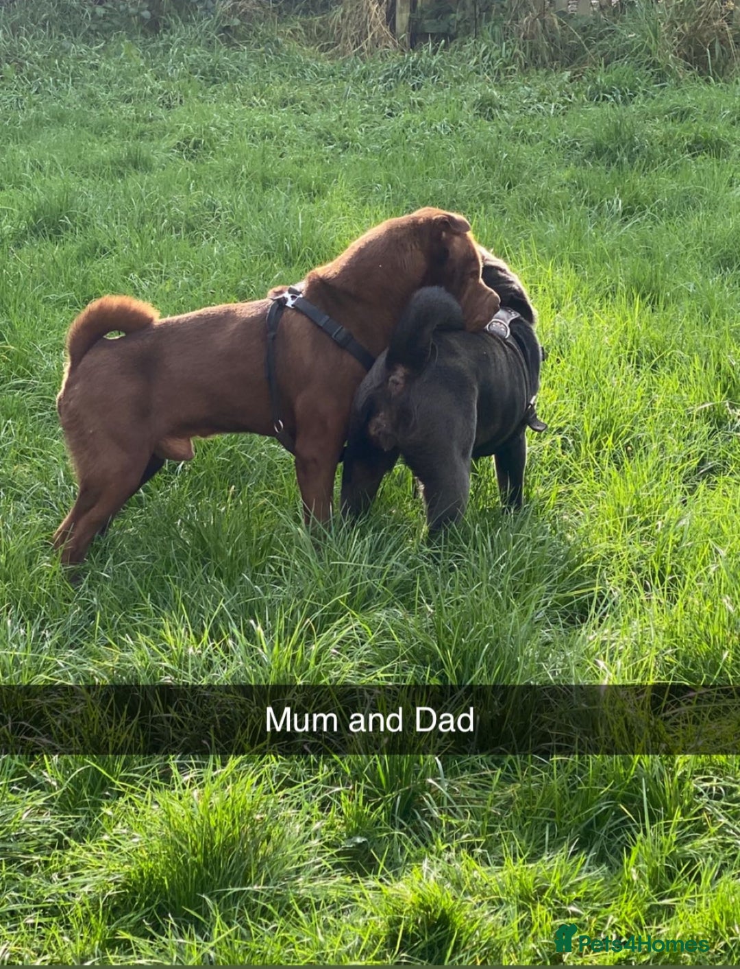 Shar Pei dogs for sale: Shar pei pups 🐶 Rainbow 🌈 litter  - Image 10