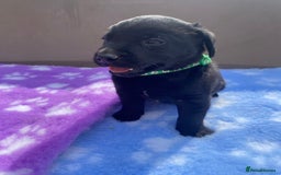 Labrador Retriever dogs for sale: KC Registered working Labrador puppies - Image 30