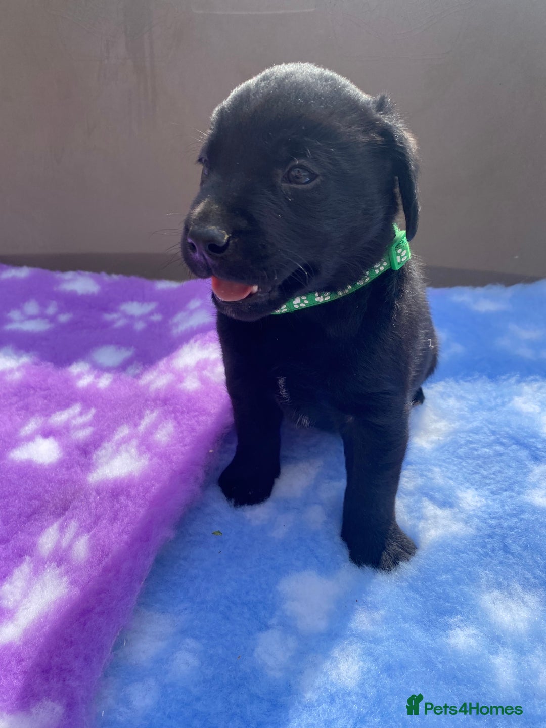 Labrador Retriever dogs for sale: KC Registered working Labrador puppies - Image 30