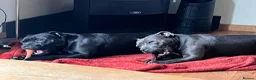Staffordshire Bull Terrier dogs for sale: KC REG SBT STOCKY BLACK BITCH in Saint Ives - Advert 10