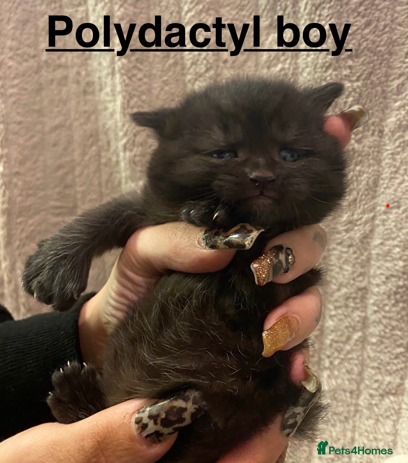 British Shorthair cats Silver blue black polydactyl & non polydactyl  - Advert 3