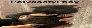 Black smoke polydactyl boy 