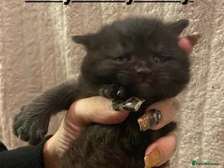 British Shorthair cats Silver blue black polydactyl & non polydactyl - Advert 3