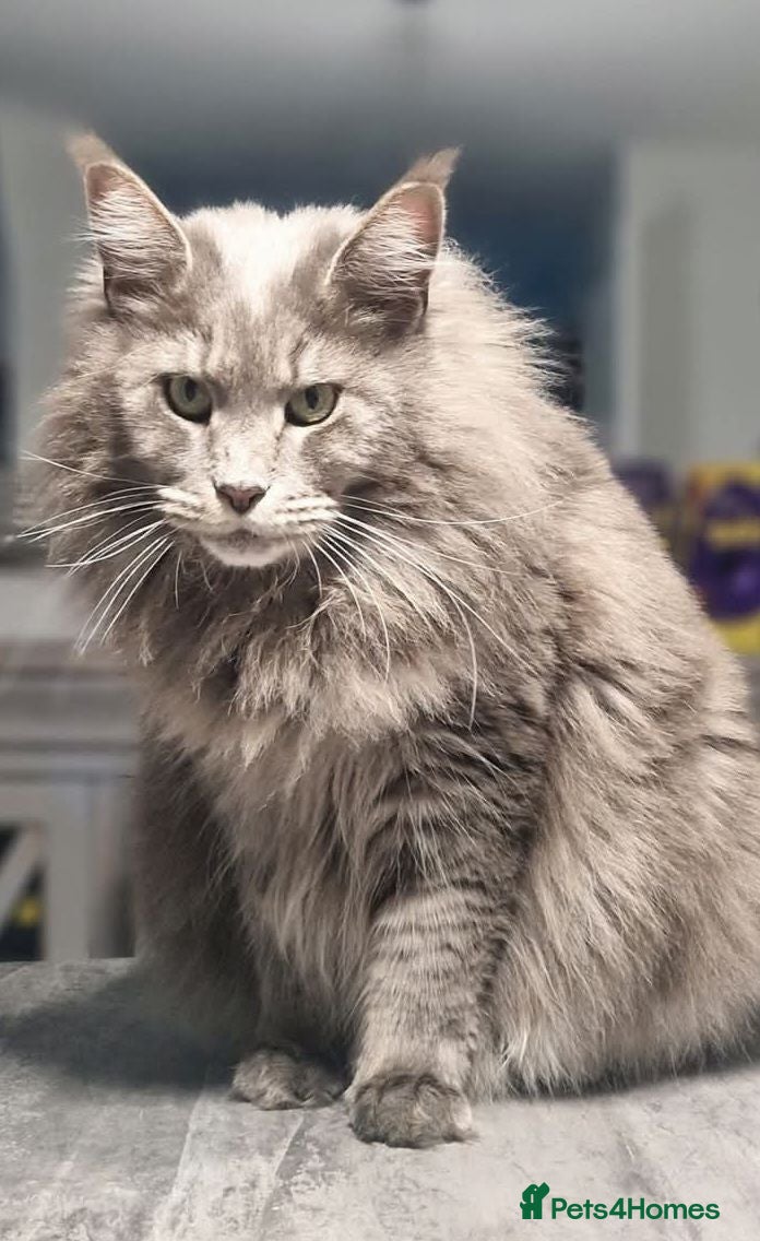 Maine Coon cats Maine coon female  - Advert 8