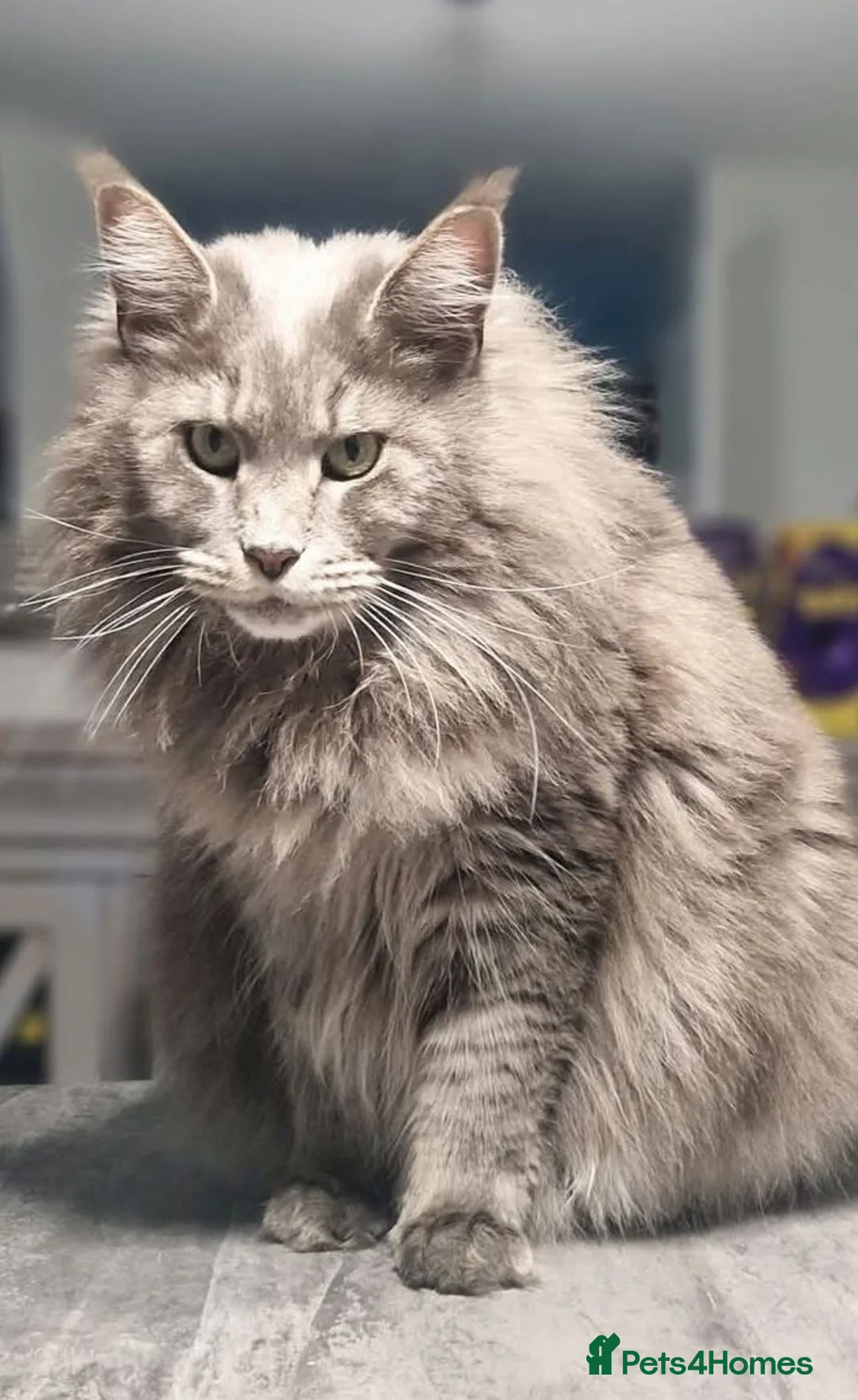 Maine Coon cats for sale: Maine coon female  - Advert 1