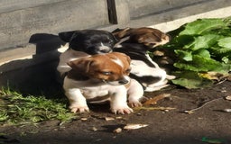 Jack Russell dogs for sale: 2 boys & 1 girl left, Ready & available from today - Image 7