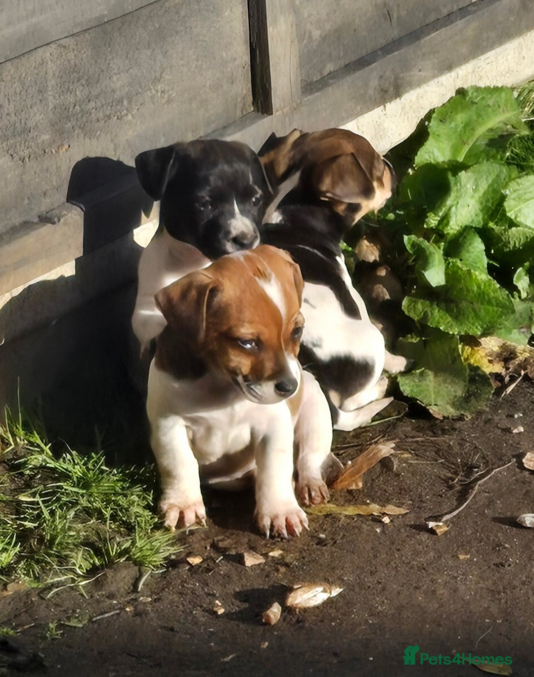 Jack Russell dogs for sale: 2 boys & 1 girl left, Ready & available from today - Image 7