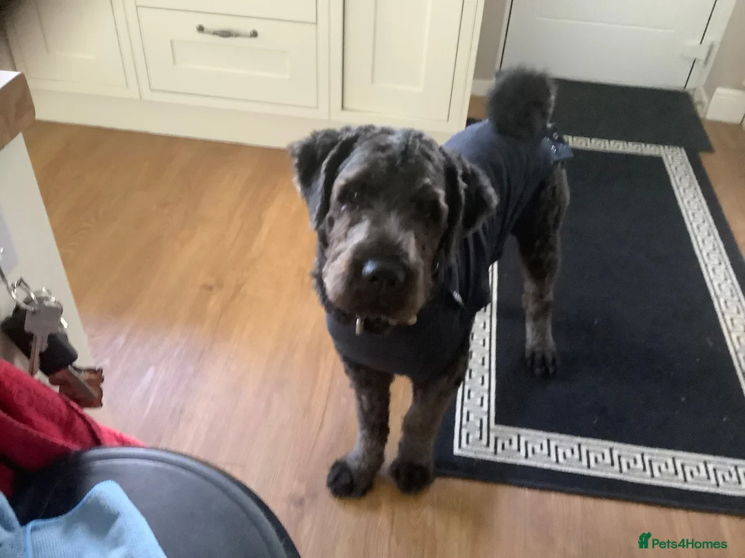 Saint Berdoodle dogs for sale: Ralphie Saint Bernadoodle - Advert 1