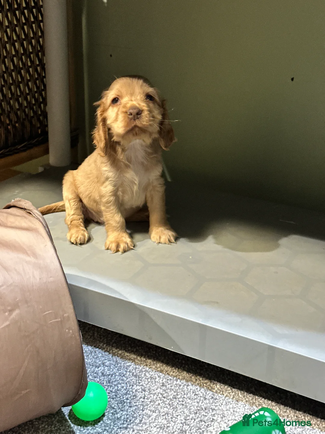 Cocker Spaniel dogs for sale: Beautiful show type chocolate and gold girls - Advert 16