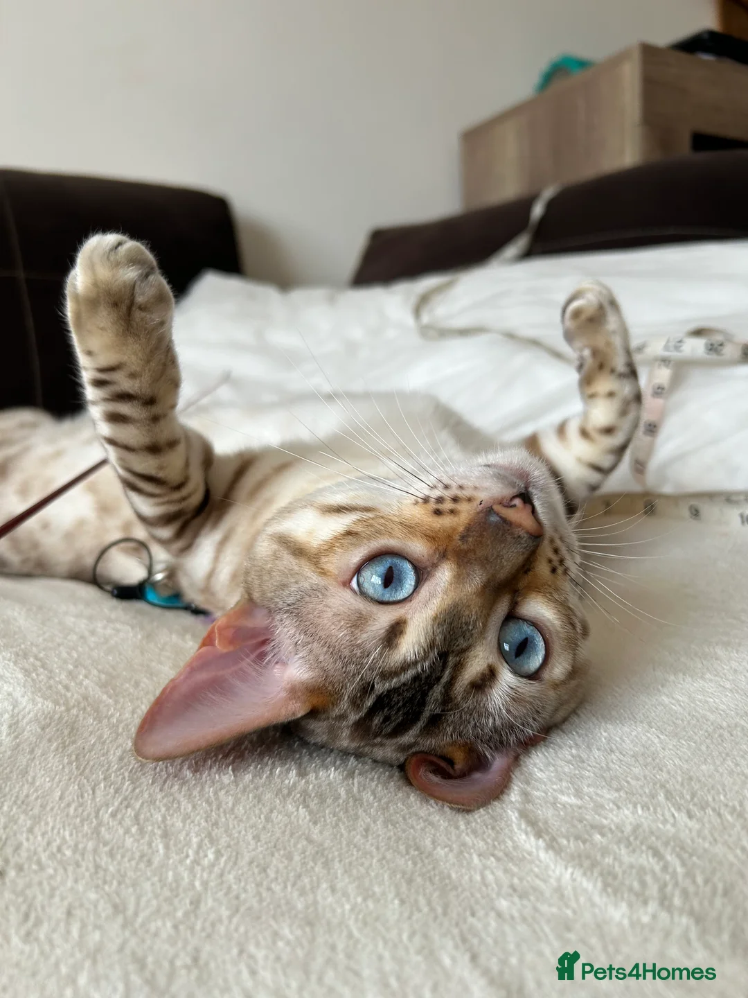 Bengal cats for stud: Beautiful bengal for stud in Hull - Advert 3