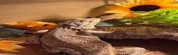 Bearded Dragon reptiles for sale: Beared dragon  in Preston - Advert 2