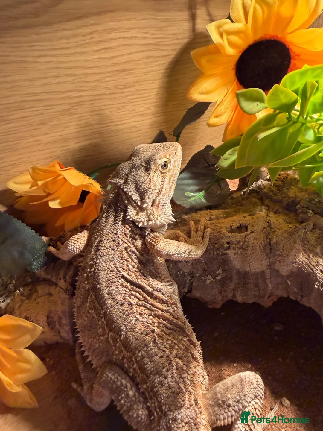 Bearded Dragon reptiles for sale: Beared dragon  in Preston - Advert 2