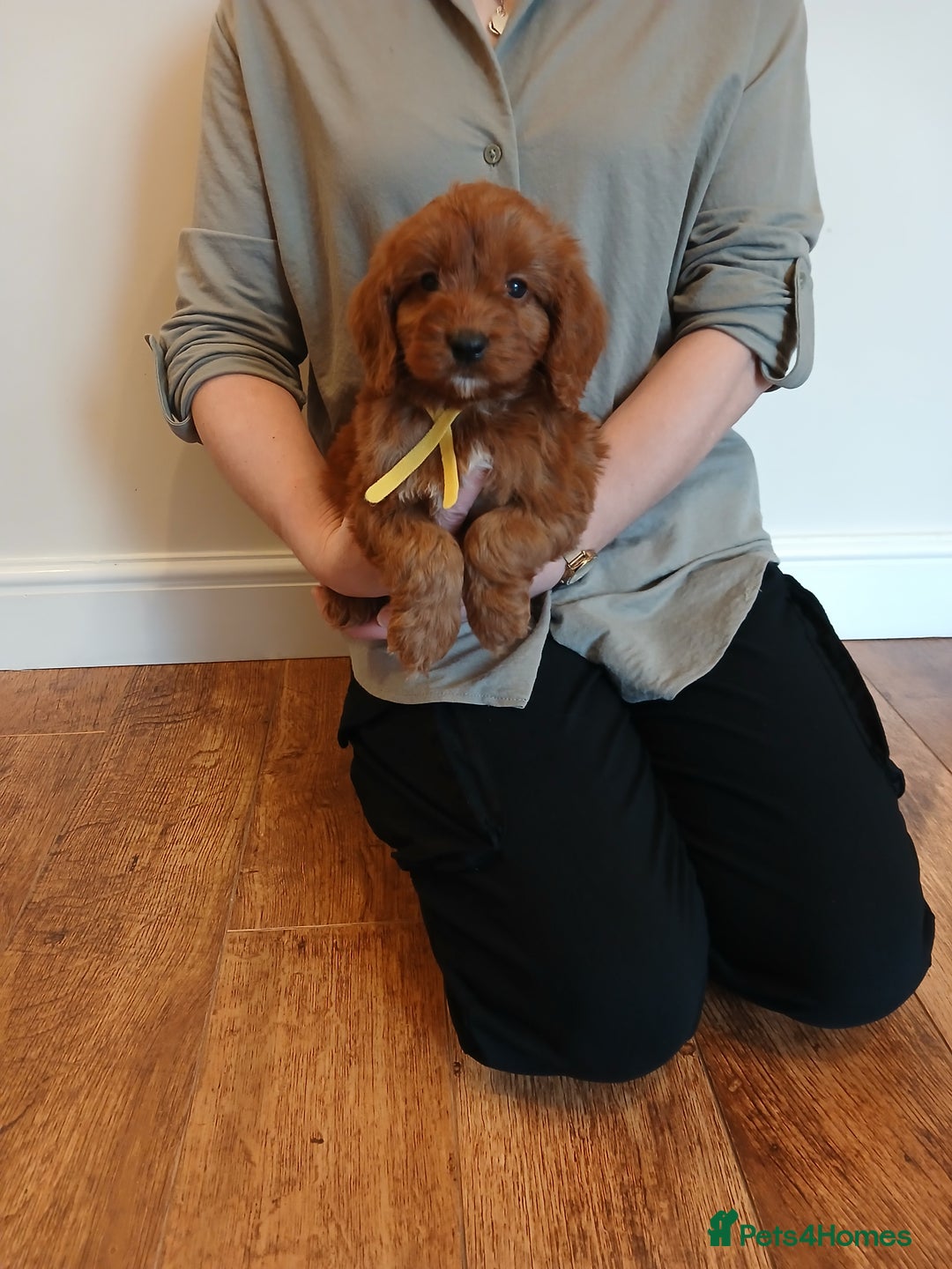 Cockapoo dogs for sale: Cockapoo puppies  - Advert 1