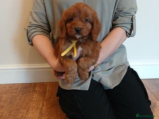 Cockapoo dogs Cockapoo puppies - Advert 2