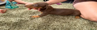 Miniature Dachshund 1