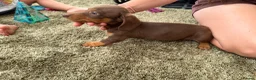 Miniature Dachshund dogs for sale: Miniature dachshund - Advert 3