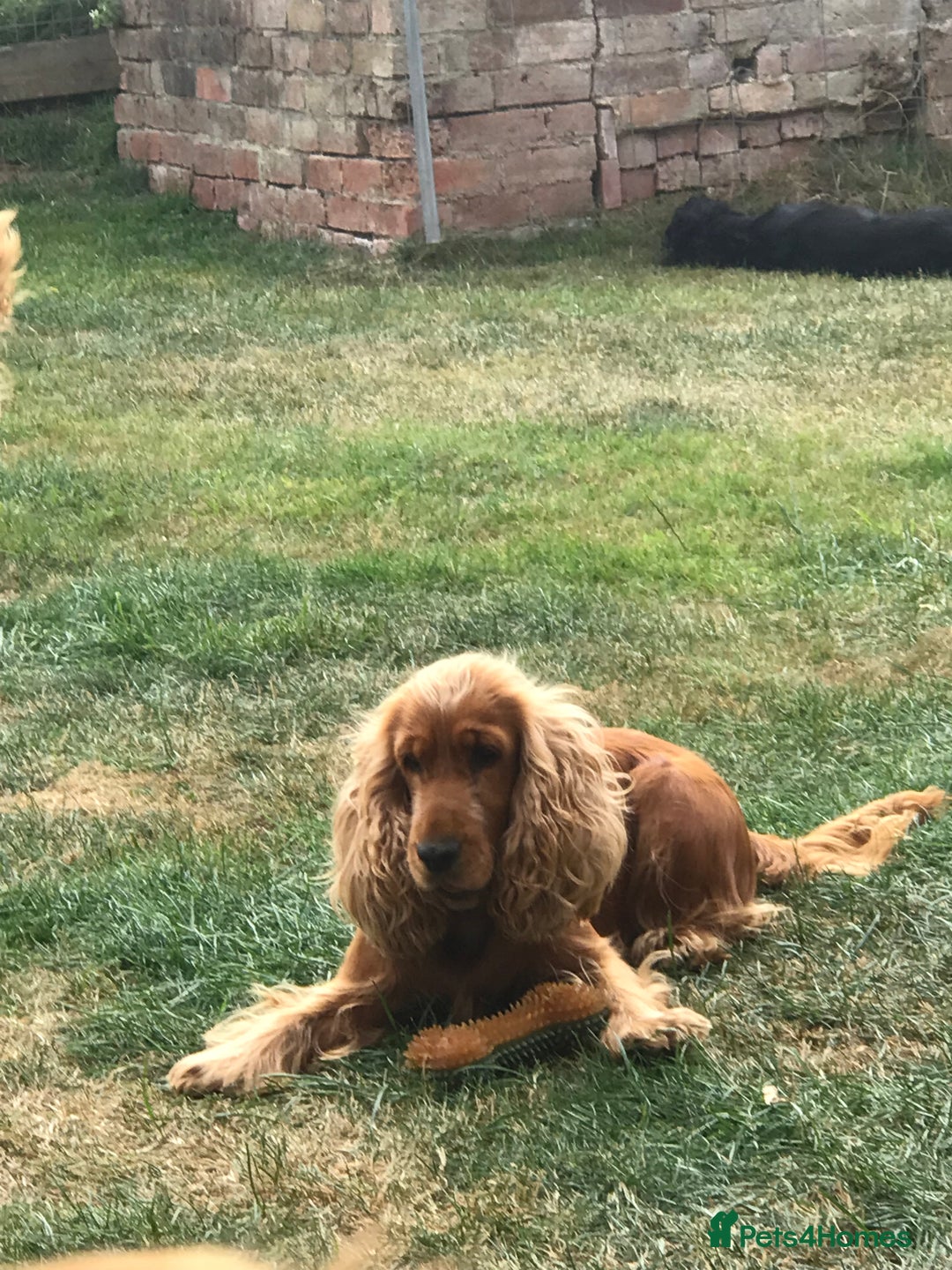 Cocker Spaniel dogs for sale: Pure beautiful show cocker spaniel puppies  - Image 30