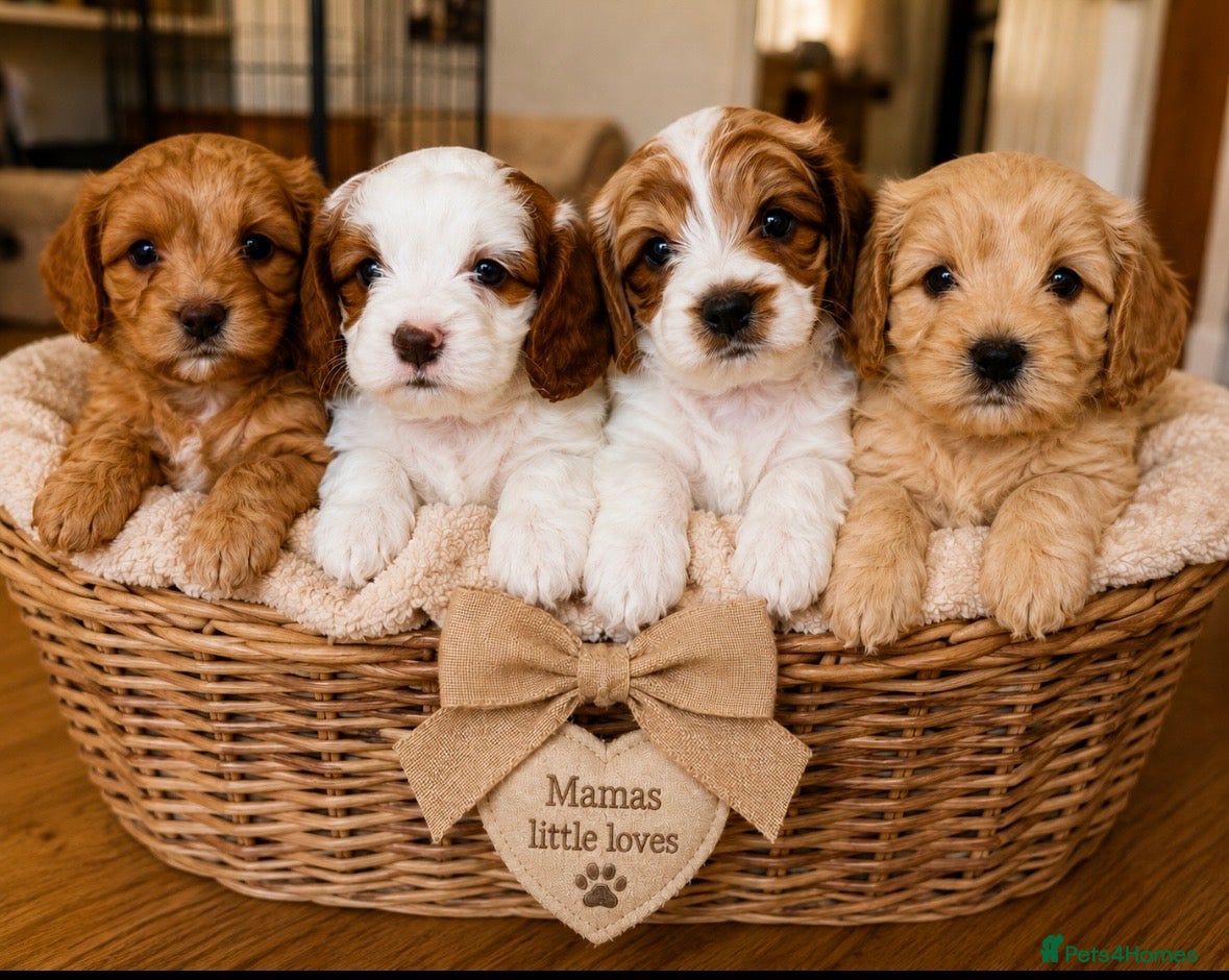 Cavapoo dogs Cavapoo puppies  - Advert 1